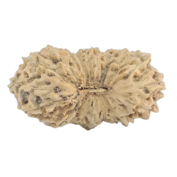 21 Mukhi Rudraksha 17.3mm 0.54gm - Rudraksha