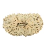 25 Mukhi Rudraksha 27.3mm 2.54gm - Rudraksha