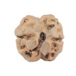 2 Mukhi Rudraksha 16.7mm 1.15gm - Rudraksha