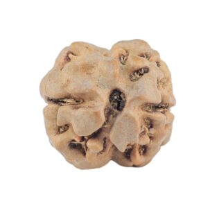 2 Mukhi Rudraksha 16.7mm 1.15gm - Rudraksha