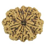 10 Mukhi Rudraksha 35.2mm 8.36gm - Rudraksha