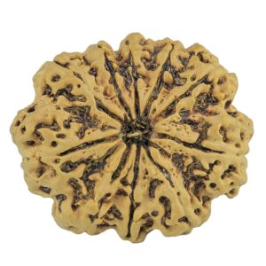 10 Mukhi Rudraksha 35.2mm 8.36gm - Rudraksha