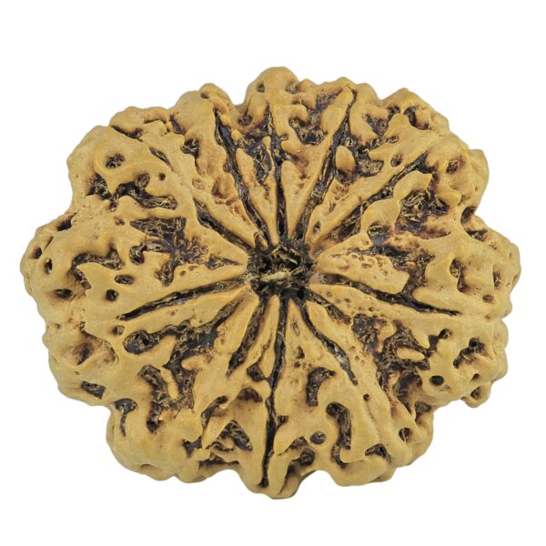 10 Mukhi Rudraksha 35.2mm 8.36gm - Rudraksha