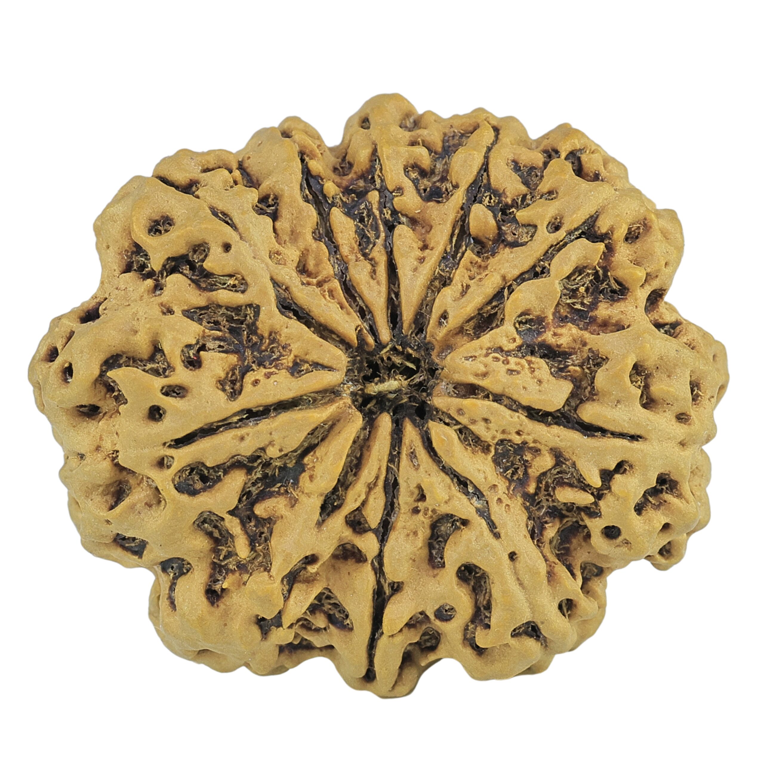10 Mukhi Rudraksha 35.2mm 8.36gm - Rudraksha