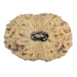 16 Mukhi Rudraksha 19.2mm 1gm - Rudraksha