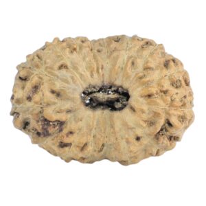 16 Mukhi Rudraksha 19.2mm 1gm - Rudraksha
