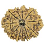 11 Mukhi Rudraksha 26.8mm 3.68gm - Rudraksha