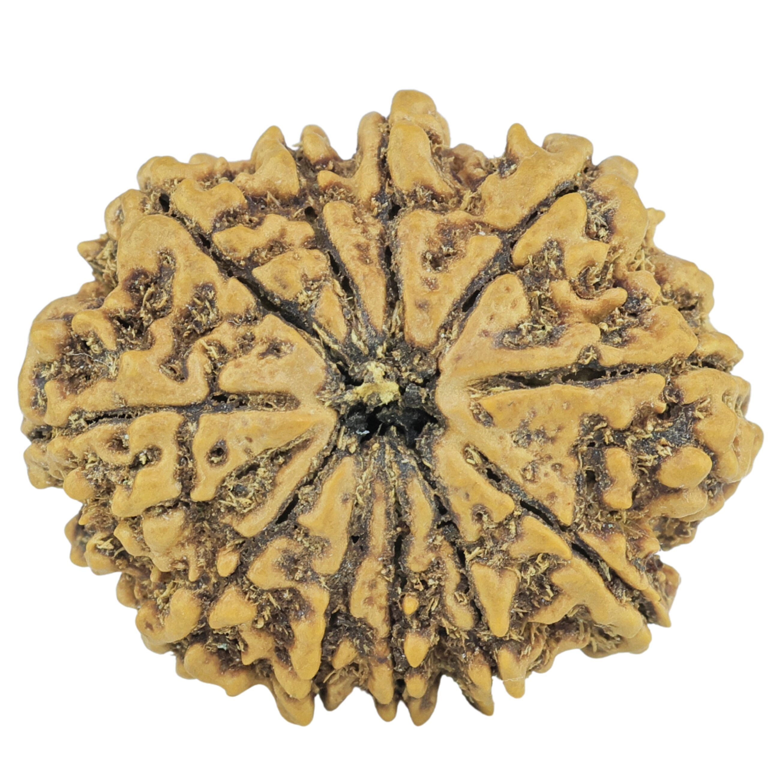 11 Mukhi Rudraksha 26.8mm 3.68gm - Rudraksha