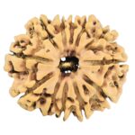 12 Mukhi Rudraksha 25.6mm 3.51gm - Rudraksha