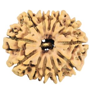 12 Mukhi Rudraksha 25.6mm 3.51gm - Rudraksha