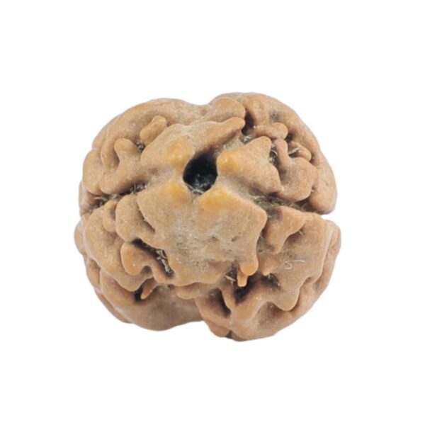 2 Mukhi Rudraksha 17.5mm 1.11gm - Rudraksha