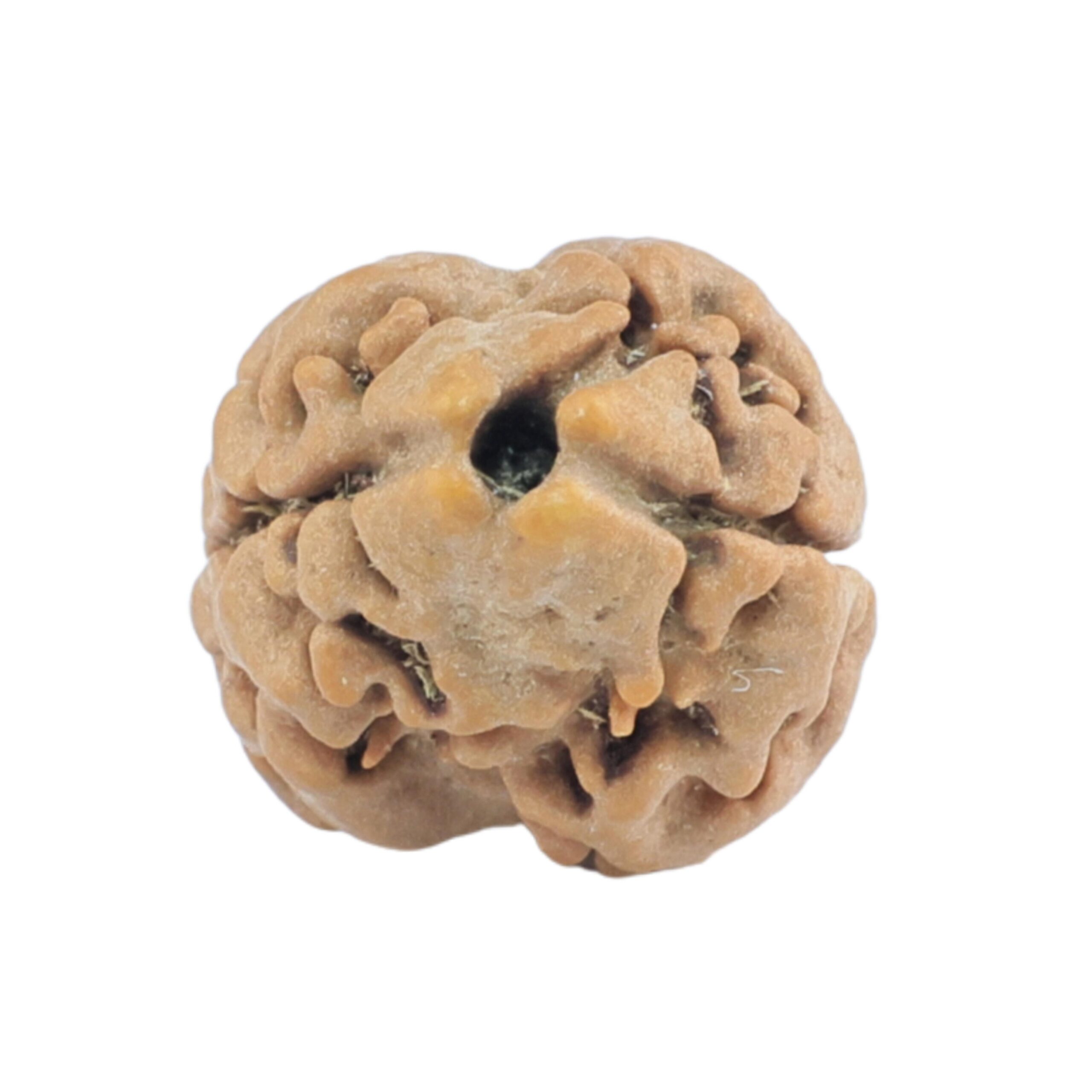 2 Mukhi Rudraksha 17.5mm 1.11gm - Rudraksha