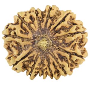 12 Mukhi Rudraksha 34mm 5.9gm - Rudraksha