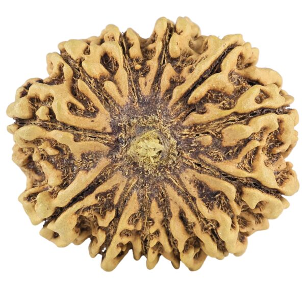 12 Mukhi Rudraksha 34mm 5.9gm - Rudraksha