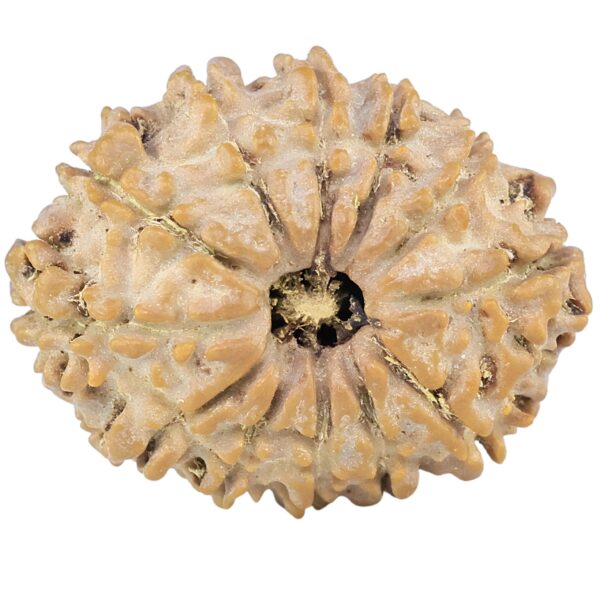 12 Mukhi Rudraksha 26.6mm 3.68gm - Rudraksha