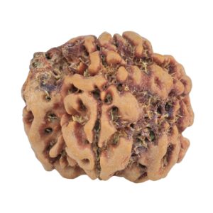 1MK(Underdeveloped) 23mm 3.85gm - Rudraksha