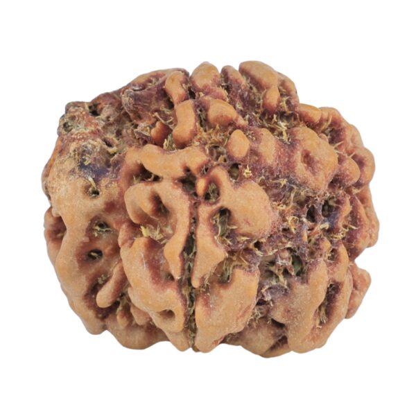 1MK(Underdeveloped) 23mm 3.85gm - Rudraksha
