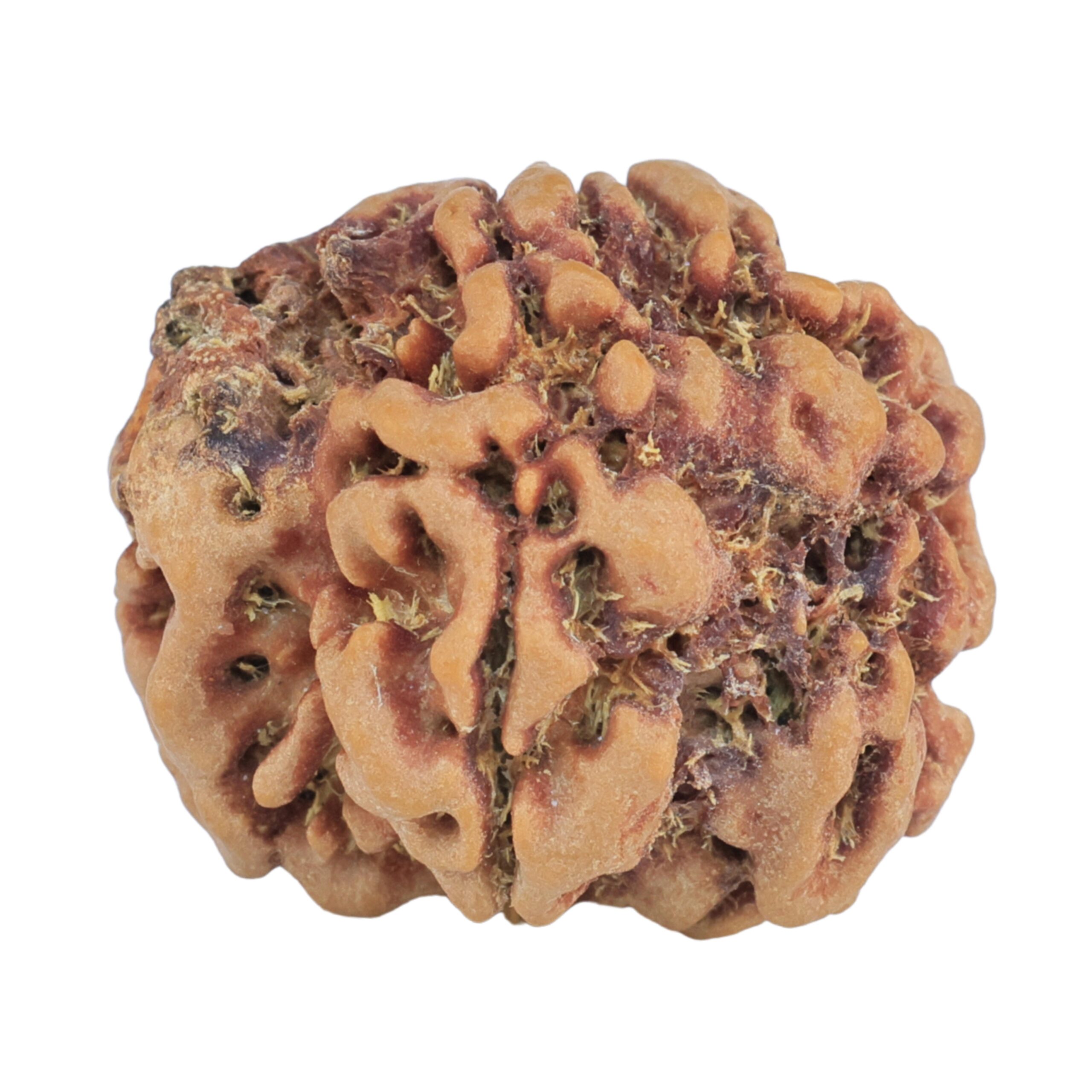 1MK(Underdeveloped) 23mm 3.85gm - Rudraksha