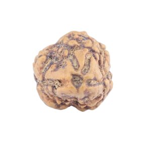 2 Mukhi Rudraksha 22.7mm 1.56gm - Rudraksha