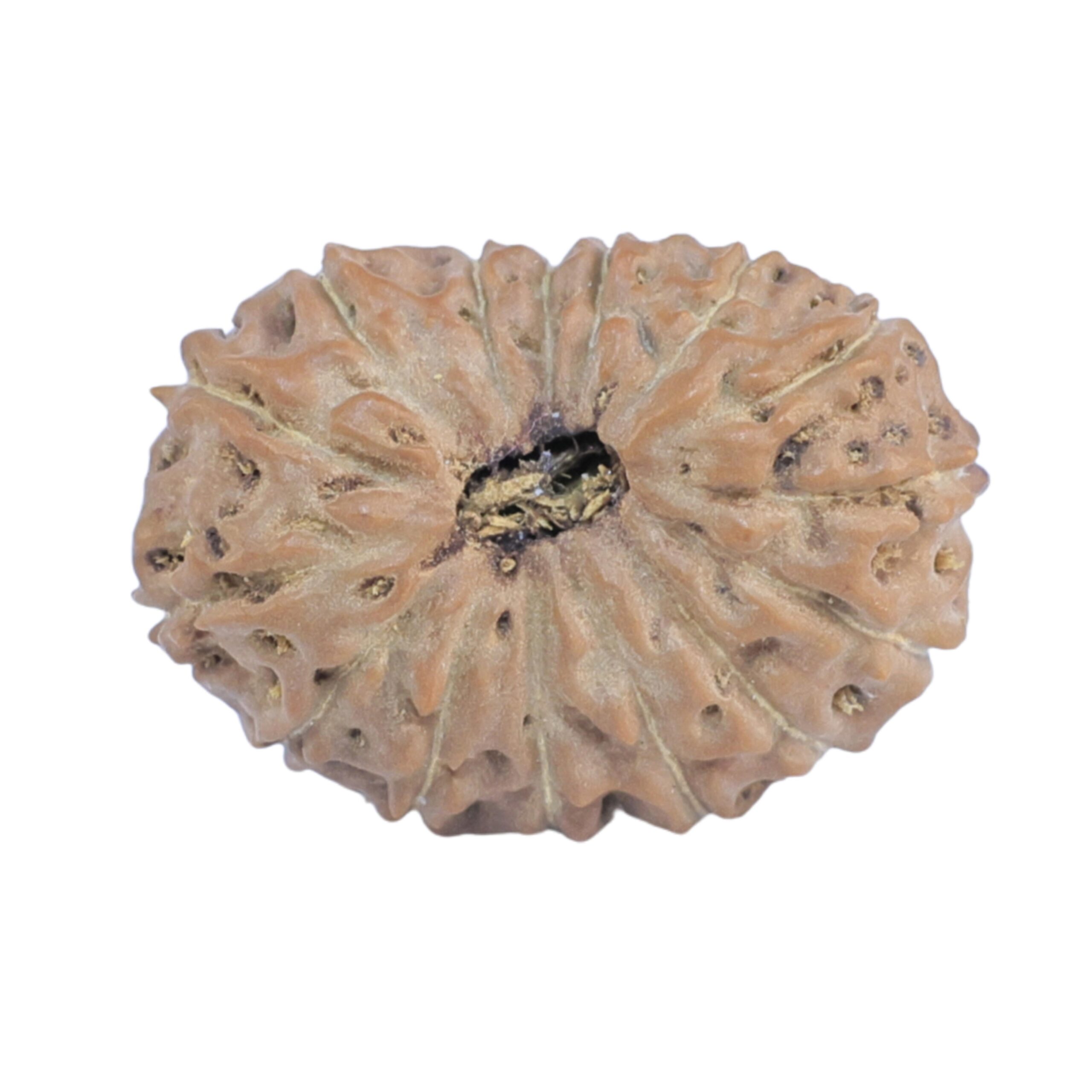 15 Mukhi Rudraksha 19.8mm 1.64gm - Rudraksha