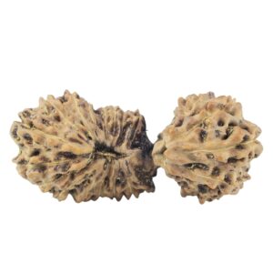 23 Mukhi Gaurishankar 29.2mm 2.3gm - Rudraksha