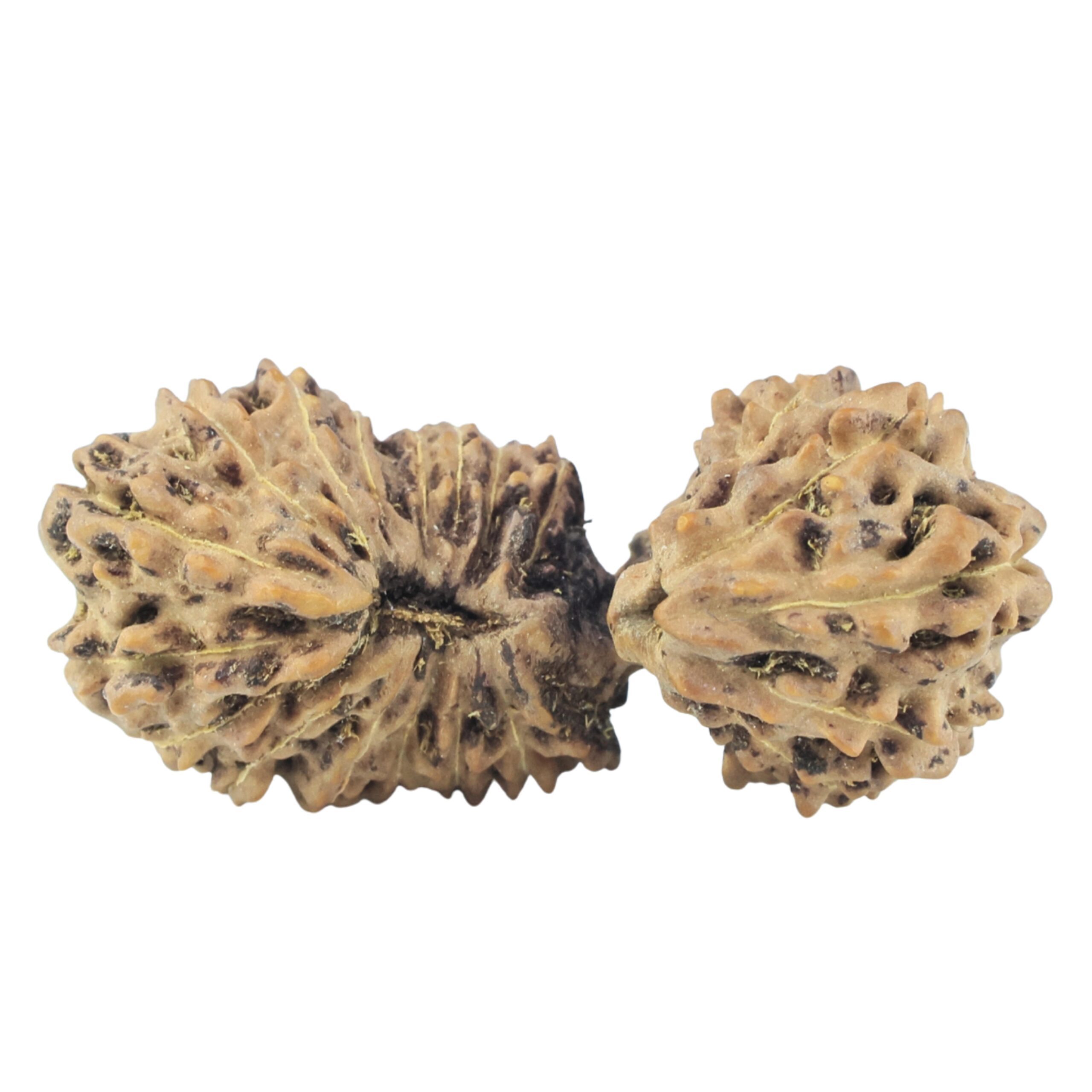 23 Mukhi Gaurishankar 29.2mm 2.3gm - Rudraksha