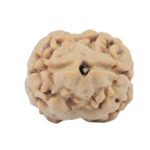 2 Mukhi Rudraksha 17.8mm 1.48gm - Rudraksha