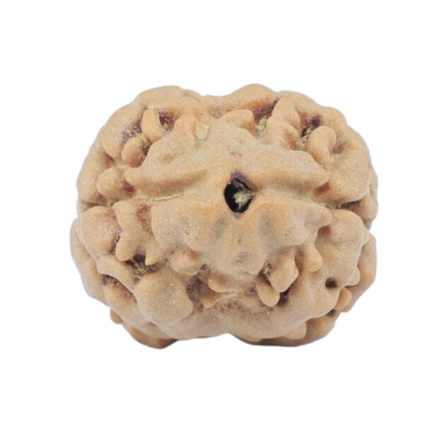 2 Mukhi Rudraksha 17.8mm 1.48gm - Rudraksha
