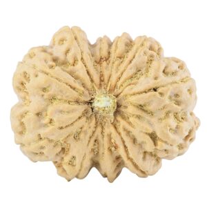 11 Mukhi Rudraksha 38.7mm 12.75gm - Rudraksha