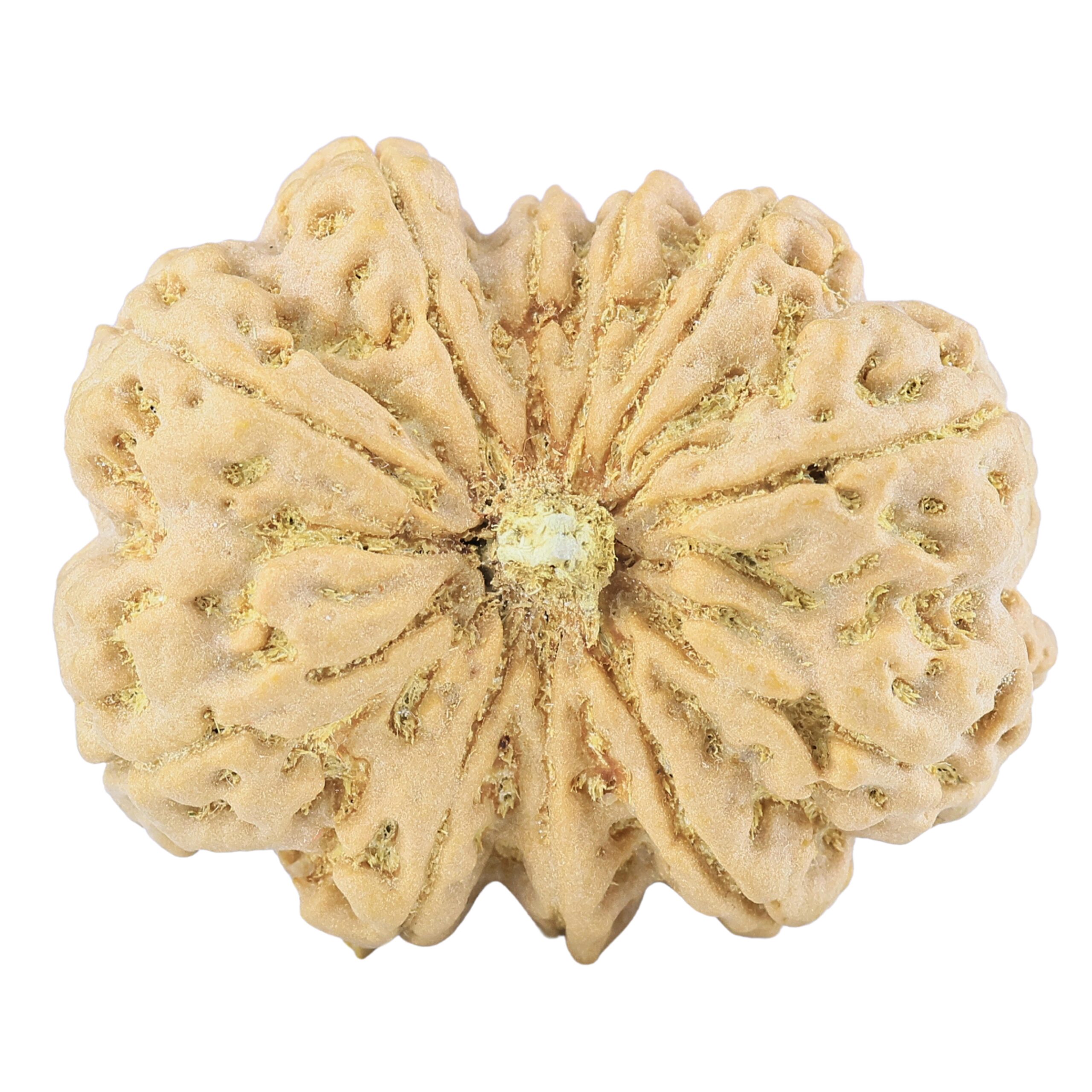 11 Mukhi Rudraksha 38.7mm 12.75gm - Rudraksha