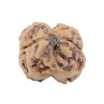 2 Mukhi Rudraksha 23.6mm 2.37gm - Rudraksha