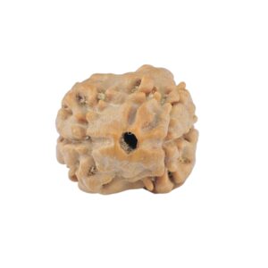 2 Mukhi Rudraksha 20.1mm 1.64gm - Rudraksha