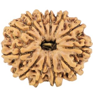 12 Mukhi Rudraksha 25.6mm 3.88gm - Rudraksha