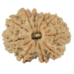 12 Mukhi Rudraksha 25.9mm 4.55gm - Rudraksha