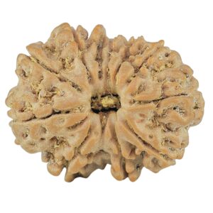 12 Mukhi Rudraksha 25.9mm 4.55gm - Rudraksha