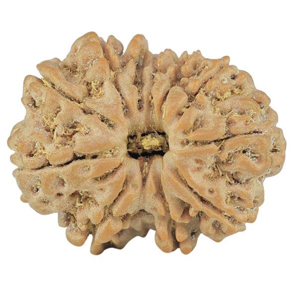 12 Mukhi Rudraksha 25.9mm 4.55gm - Rudraksha