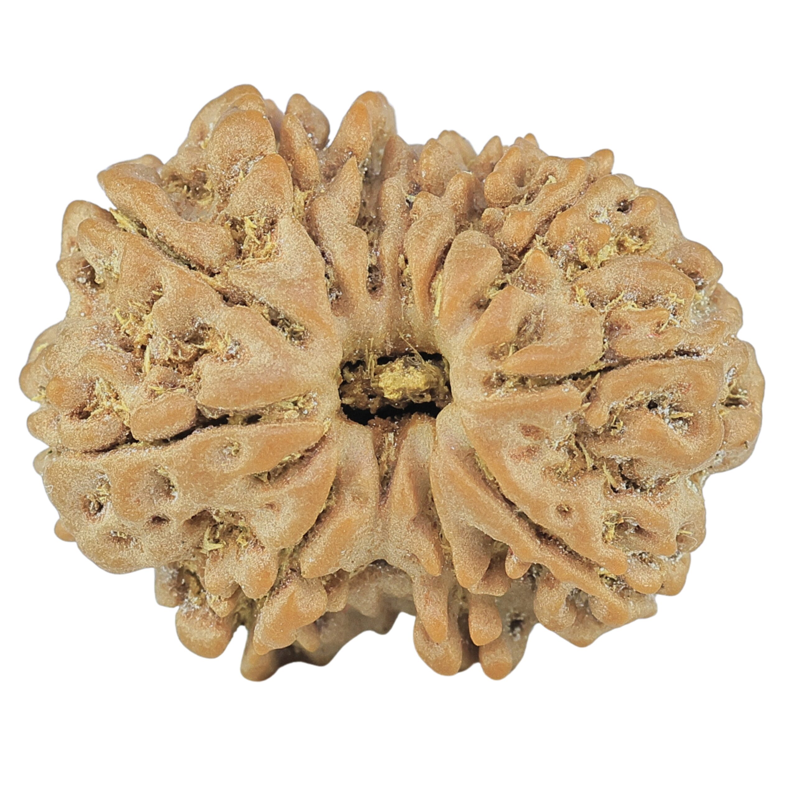 12 Mukhi Rudraksha 25.9mm 4.55gm - Rudraksha