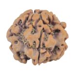 1MK(Underdeveloped) 22.3mm 3.89gm - Origin: Nepal - Rudraksha