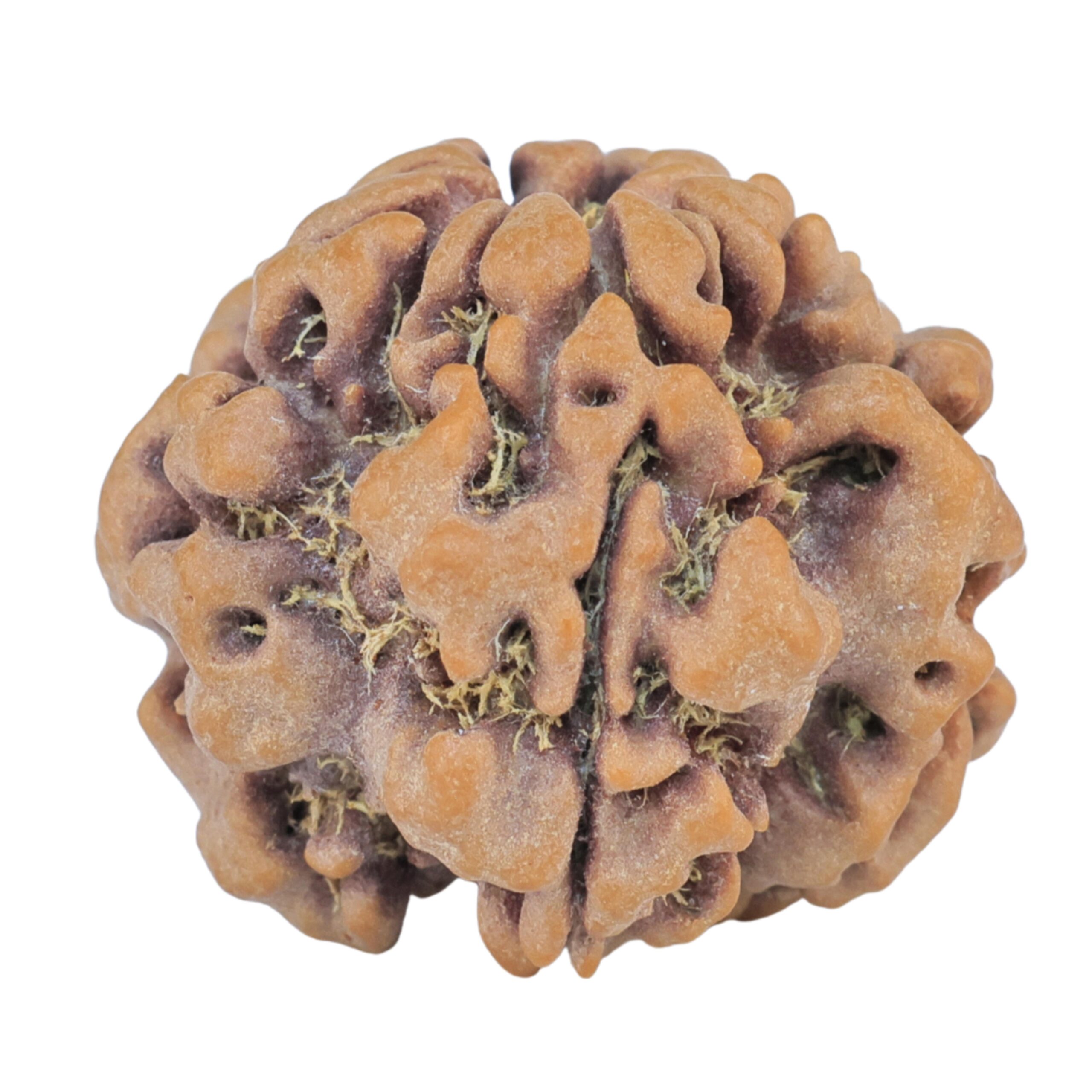1MK(Underdeveloped) 22.3mm 3.89gm - Origin: Nepal - Rudraksha