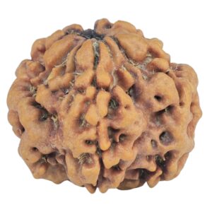 1MK(Underdeveloped) 24.4mm 5.09gm - Rudraksha