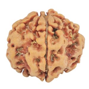 1MK(Underdeveloped) 22.1mm 3.57gm - Rudraksha