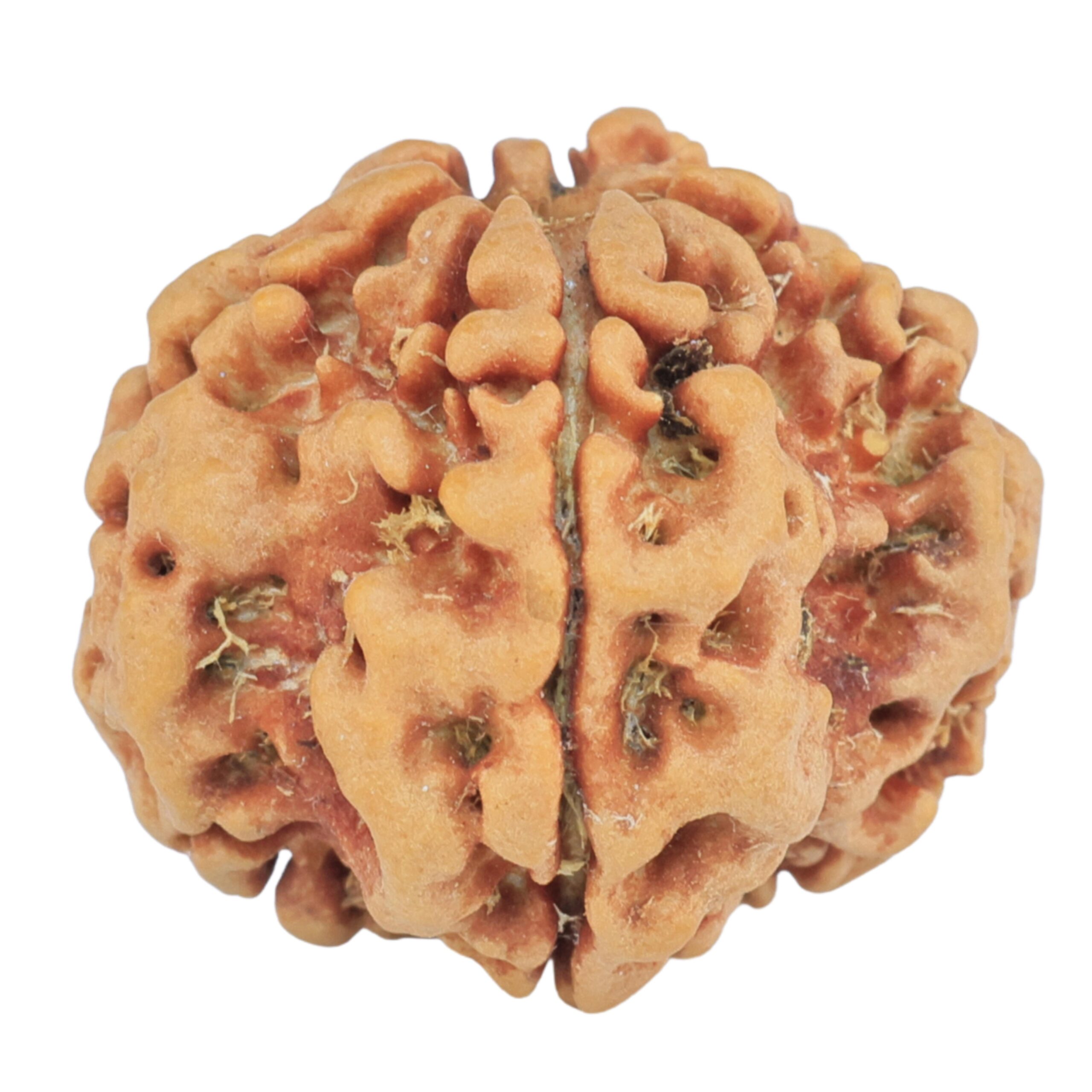 1MK(Underdeveloped) 22.1mm 3.57gm - Rudraksha
