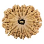 12 Mukhi Rudraksha 31.4mm 5.85gm - Rudraksha