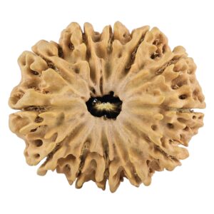 12 Mukhi Rudraksha 31.4mm 5.85gm - Rudraksha