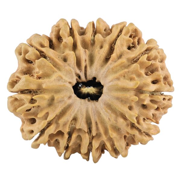 12 Mukhi Rudraksha 31.4mm 5.85gm - Rudraksha