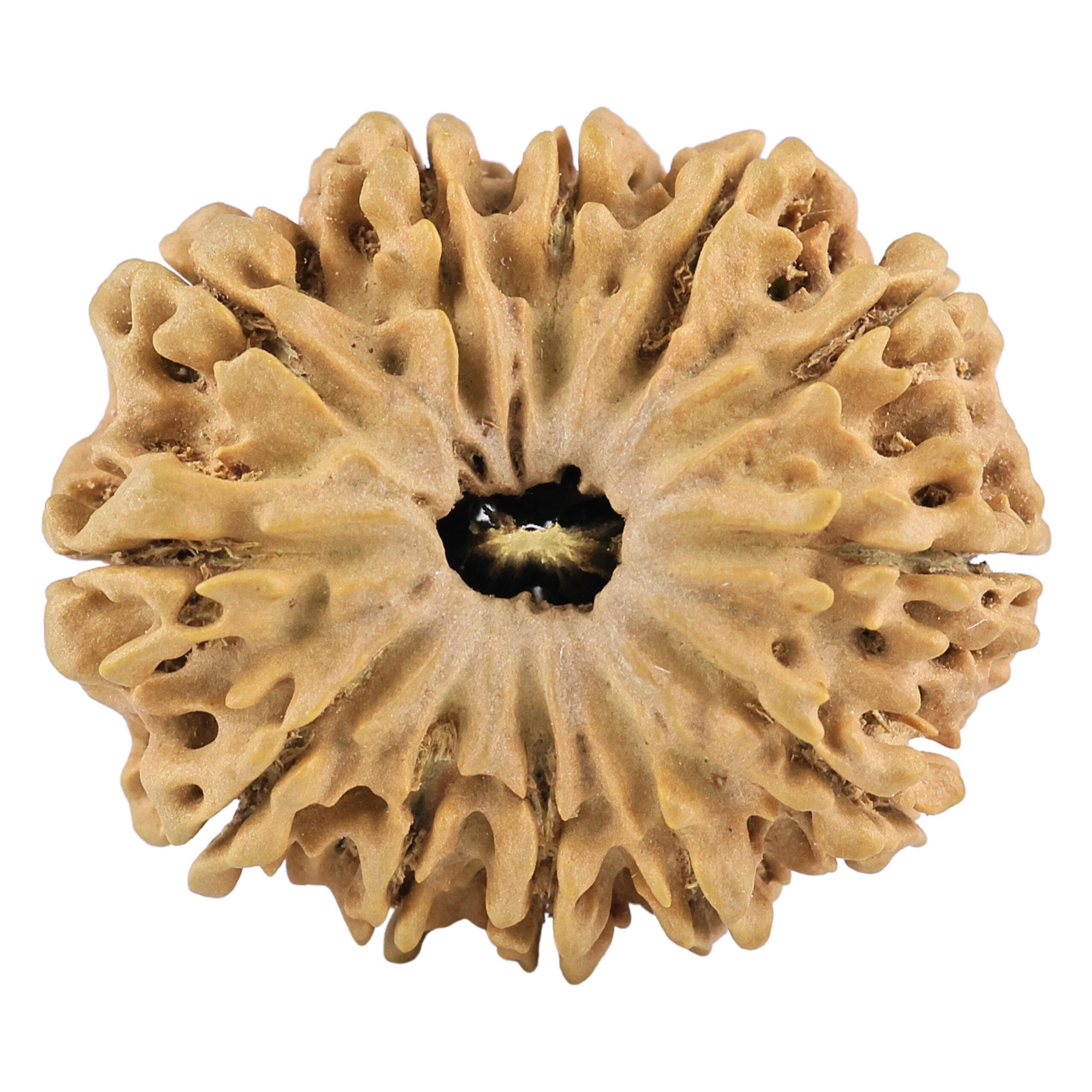 12 Mukhi Rudraksha 31.4mm 5.85gm - Rudraksha