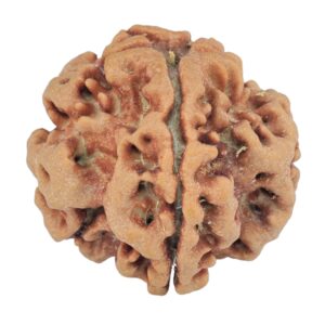 1MK(Underdeveloped) 22.1mm 3.89gm - Rudraksha