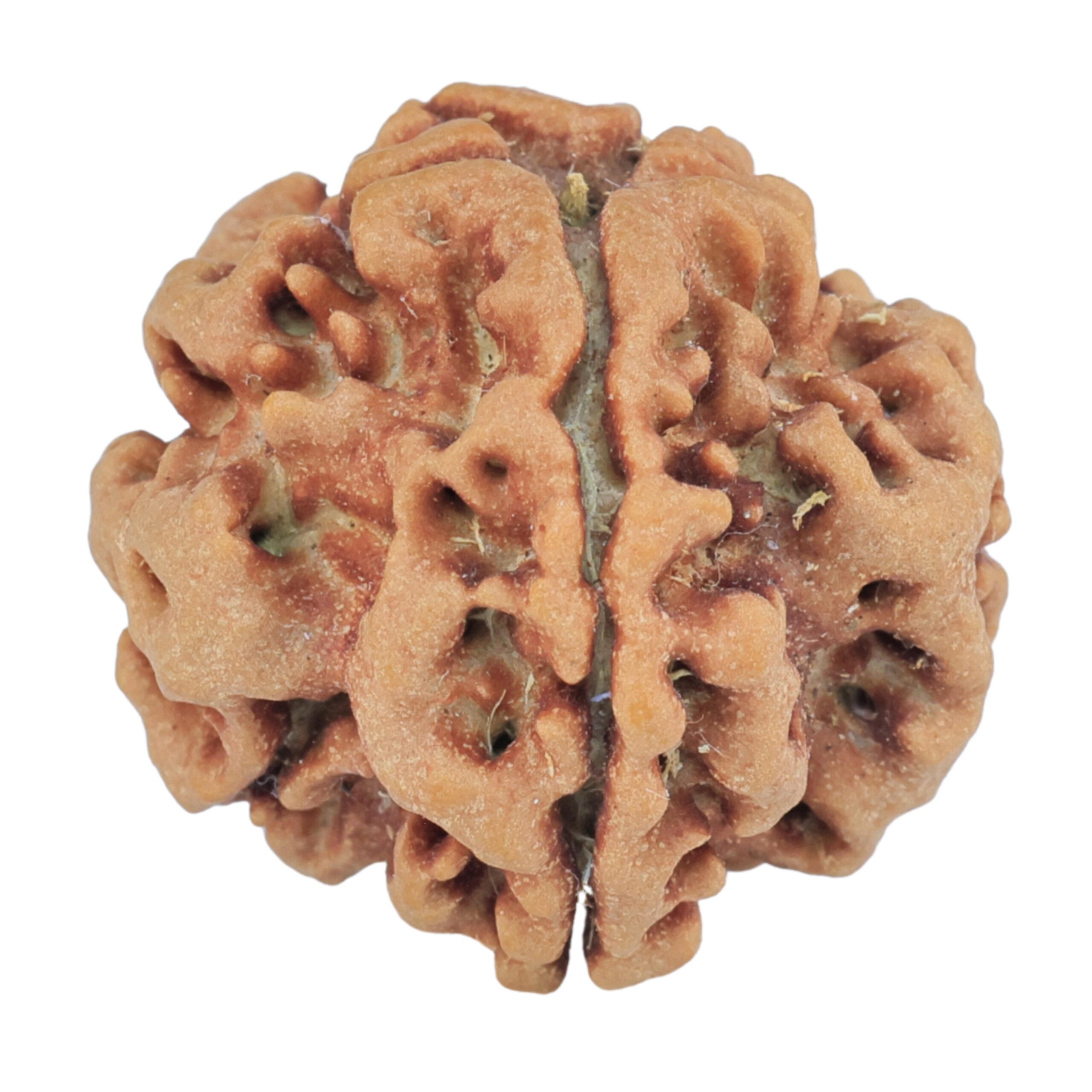 1MK(Underdeveloped) 22.1mm 3.89gm - Rudraksha