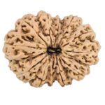12 Mukhi Rudraksha 36.3mm 9.34gm - Rudraksha