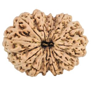 12 Mukhi Rudraksha 36.3mm 9.34gm - Rudraksha